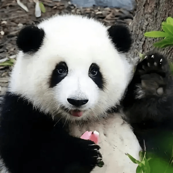 大熊猫花花是当之无愧的“顶流女明星”。