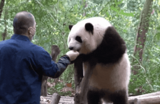 大熊猫「花花」与饲养员谭爷爷一同被网友们称为「谭棉花」组合。