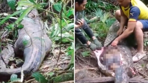 印尼巨蟒吞人，村民剖肚惊见失踪妇女