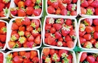 进食有机草莓染甲型肝炎，美加17人中招FDA正调查