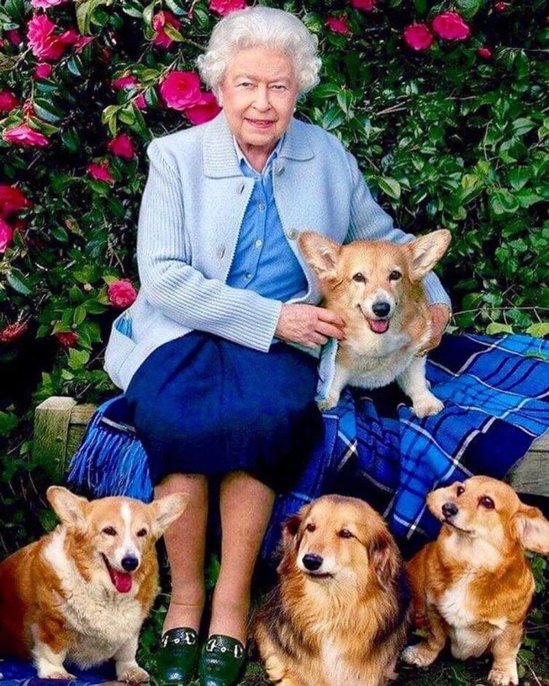 英女皇爱狗如命。