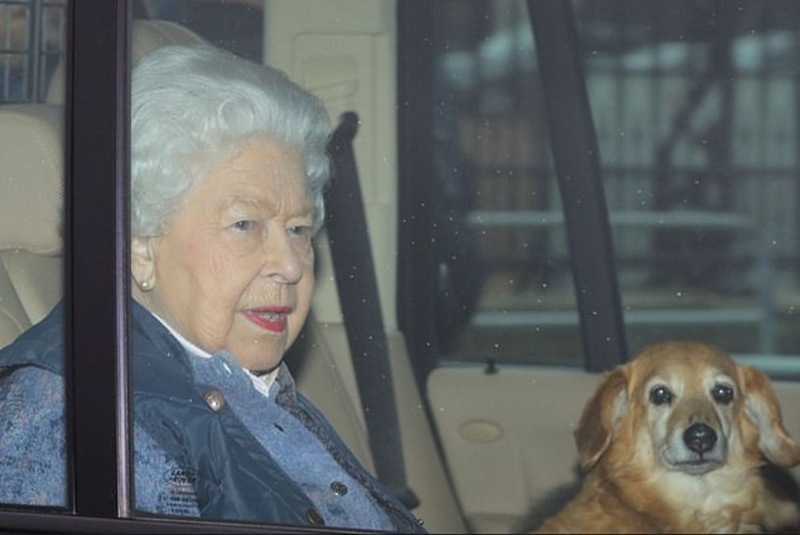 英女皇出門經常帶着愛犬。