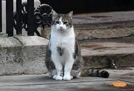 Larry是首只被冠上职涵的唐宁街猫猫。 （TWITTER图像）
