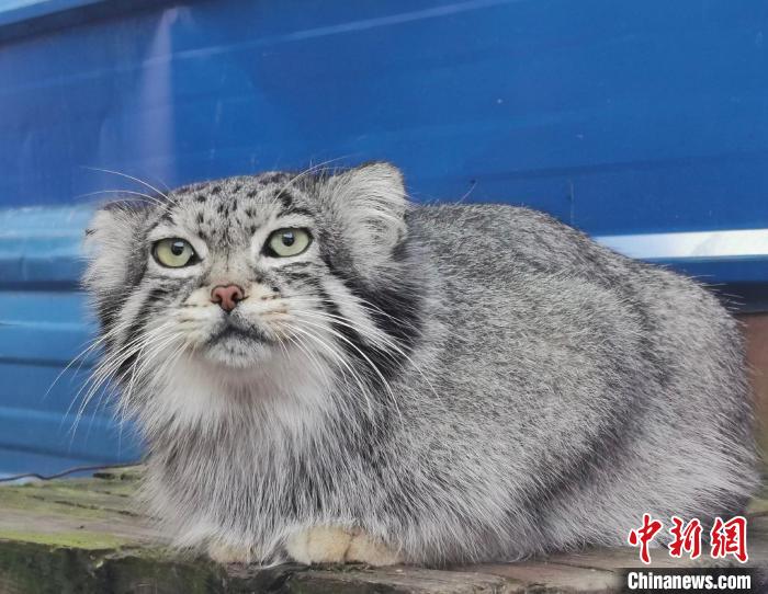 图为狲思邈。 西宁野生动物园供图 图为狲思邈。 西宁野生动物园供图