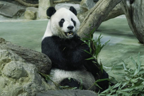 熊猫 熊猫