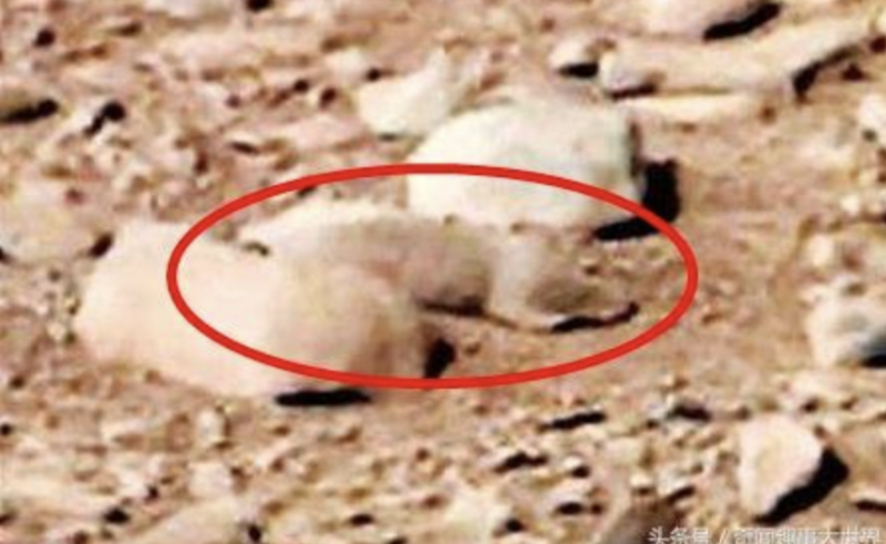 「好奇號」火星車拍攝曾拍攝到一隻碩大的「老鼠」躲在火星岩石之間，隨後美國宇航局科學家對此進行了解釋——這就是一塊火星岩石。