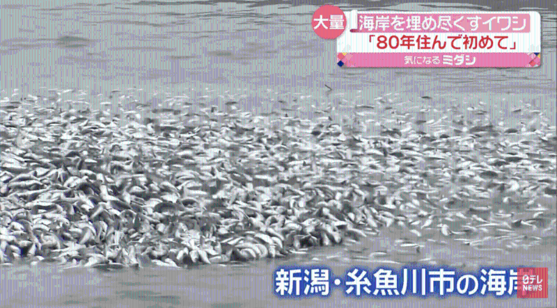 新潟县海量沙甸鱼冲上岸，引居民恐慌。