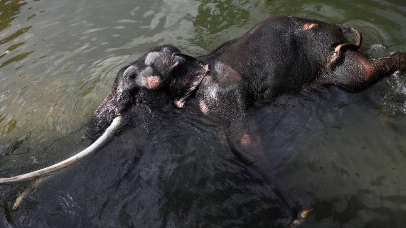 泰国大象 泰国大象