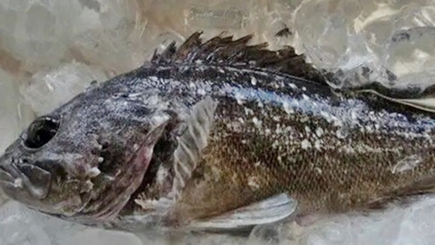 日本福岛早前惊现辐射鱼,当局已经即时暂停出货。 日本福岛早前惊现辐射鱼,当局已经即时暂停出货。