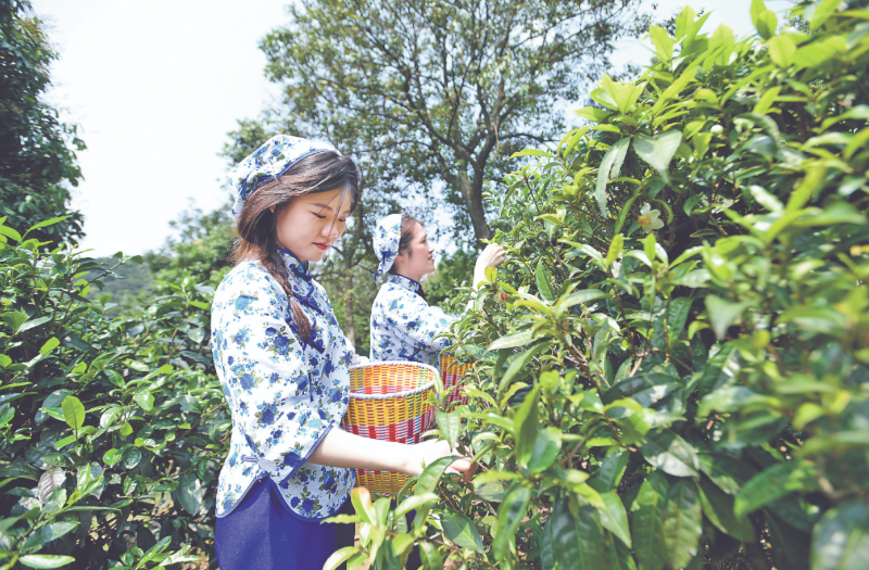 一抹绿烟微，茶歌出田表。图为黄埔区一创意茶园内的春茶采摘活动。（资料图片）