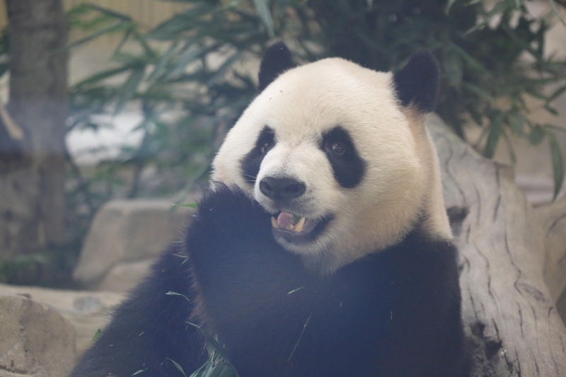 “蓉宝”的原型大熊猫“芝麻” “蓉宝”的原型大熊猫“芝麻”