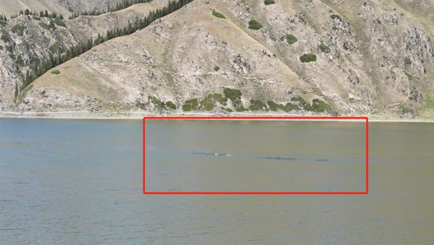 女游客拍到新疆天池“水怪”。 女游客拍到新疆天池“水怪”。