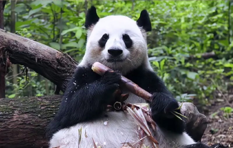 大熊猫“成功” 大熊猫“成功”