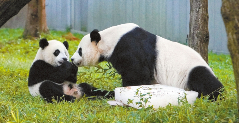 大熊猫小奇迹与父母将于年底返回中国。 国家动物园为此举行了为期9天的大熊猫盛会「Panda Palooza」,让各地粉丝前来送行。 法新社 大熊猫小奇迹与父母将于年底返回中国。 国家动物园为此举行了为期9天的大熊猫盛会「Panda Palooza」,让各地粉丝前来送行。 法新社