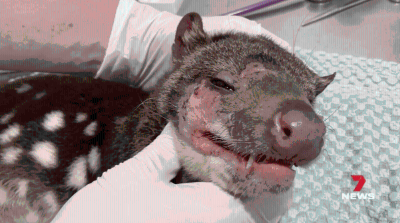 给斑尾虎鼬检查身体 给斑尾虎鼬检查身体