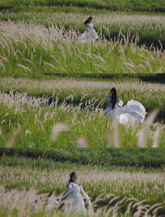 陌上花公园除了粉红芒草，还有狗尾草