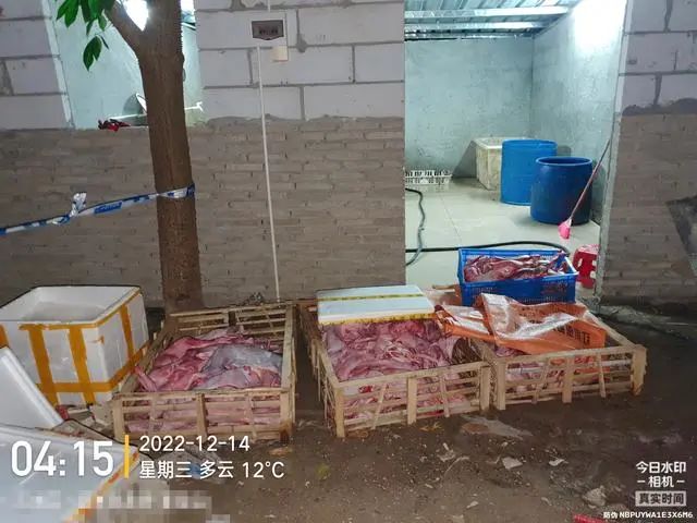 广东佛山，屠宰现场的猫肉。 网图