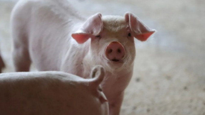 黑龙江66岁汉脑中风昏迷猪圈，获救时生殖器遭栏中猪吃光