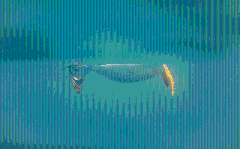 10幅由评委选出的超级搞笑作品。拍摄者:Brian Matthews 10幅由评委选出的超级搞笑作品。拍摄者:Brian Matthews