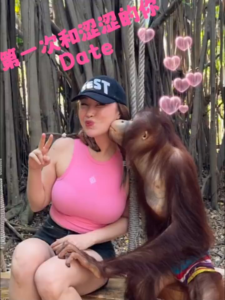 王冰冰又与猩猩约会。 王冰冰又与猩猩约会。