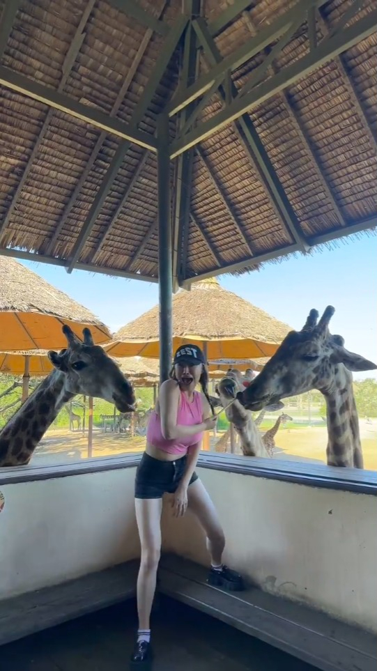 王冰冰到动物园喂长颈鹿,惨被夹攻。 王冰冰到动物园喂长颈鹿,惨被夹攻。