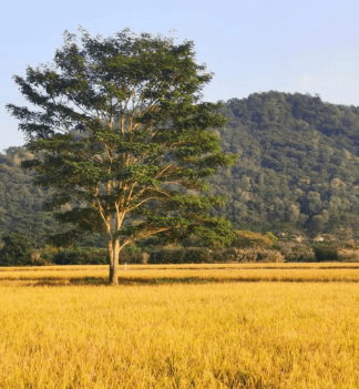 第一天：版本馆前的黄金稻田打卡拍照，是11月限定景色