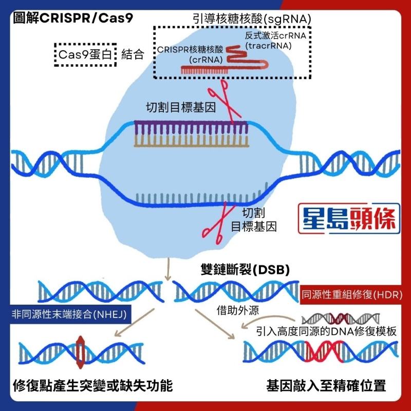 图解CRISPR、Cas9技术