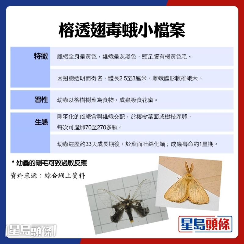 榕透翅毒蛾小档案。（资料来源：综合网上资料）