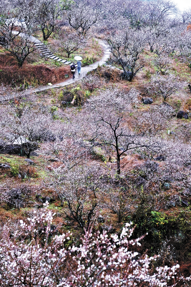 “流溪香雪”