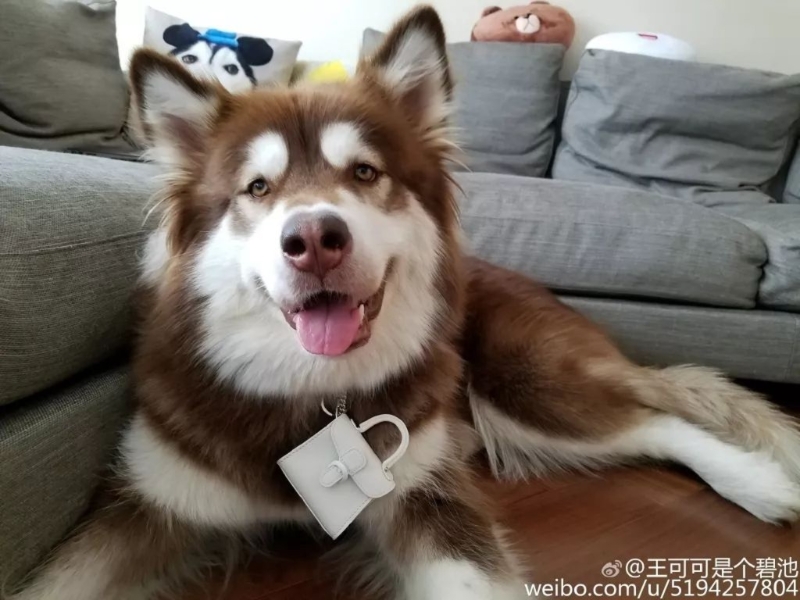王思聪的爱犬的名牌产品数量惊人。