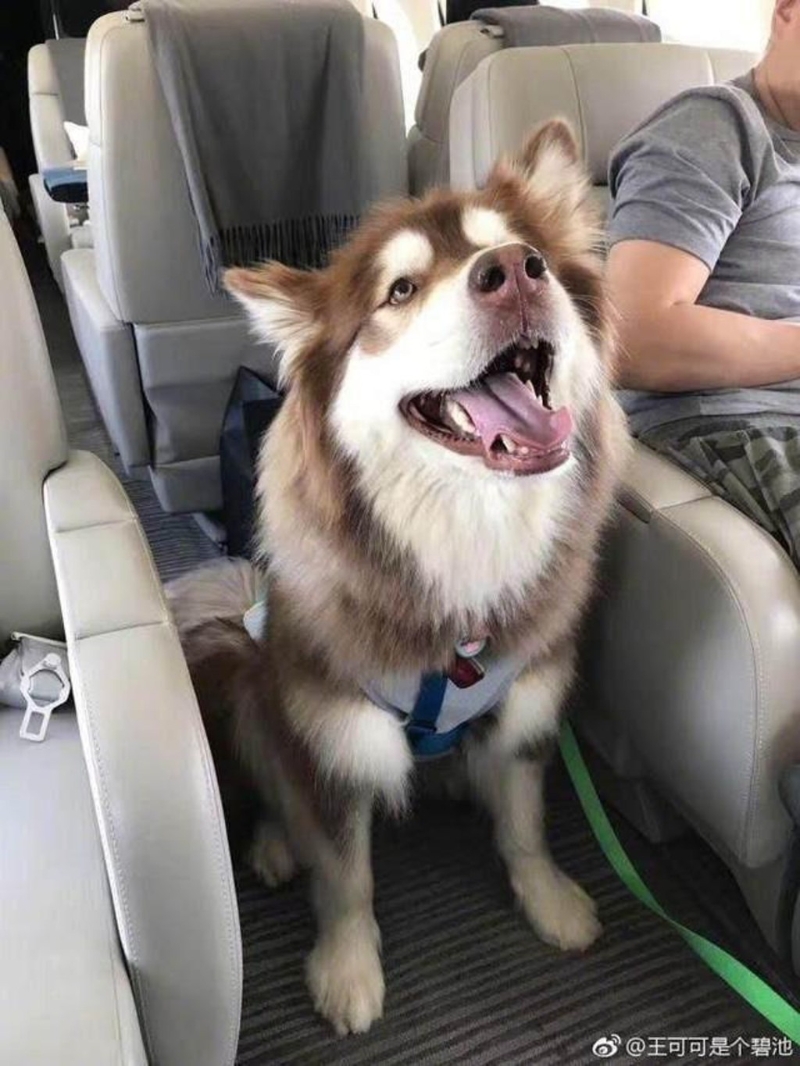 王思聪仲会带爱犬坐私人飞机。