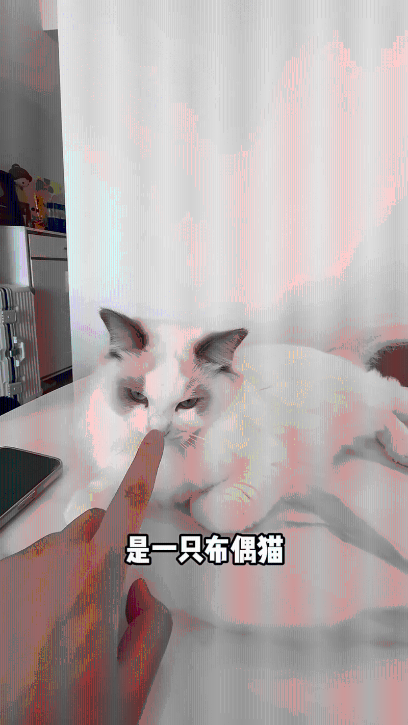 猫咪也是昂贵的名种猫。