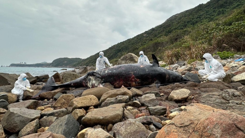 鲸踪再现清水湾，5米长罕见年幼喙鲸搁浅，惜已死亡严重腐烂