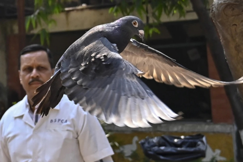 在孟买动物医院的鸽子被野放。