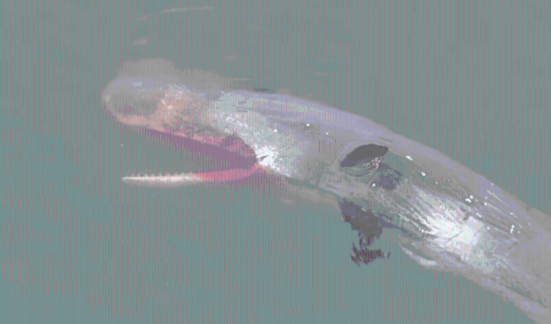 抹香鲸疑因食物短缺苦撑1个月活活饿死 MBS新闻资讯@YouTube截图 抹香鲸疑因食物短缺苦撑1个月活活饿死 MBS新闻资讯@YouTube截图