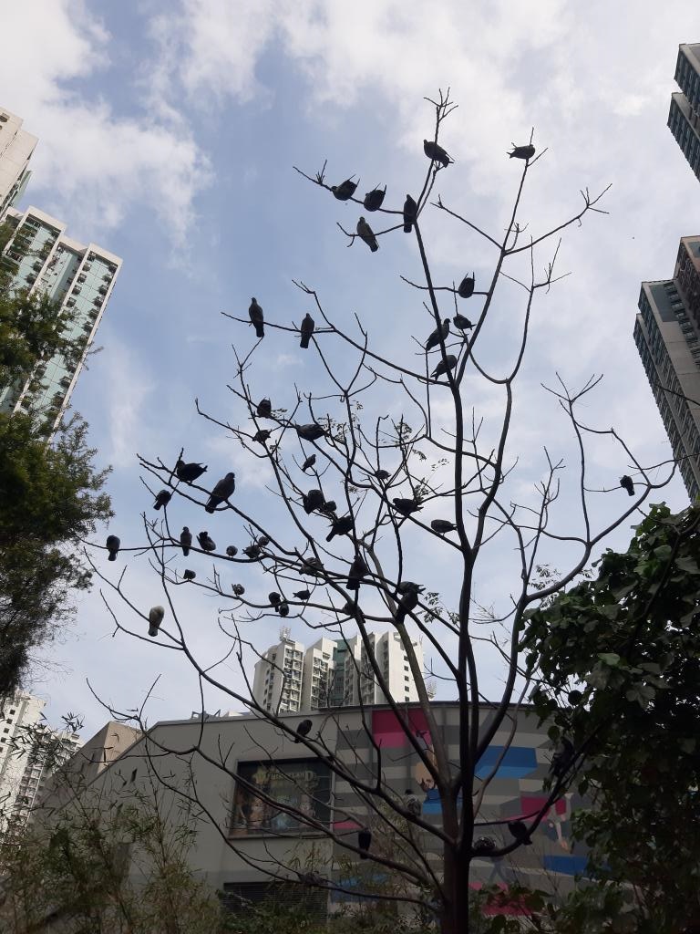 坑口站外有近50只野鸽聚集树上。