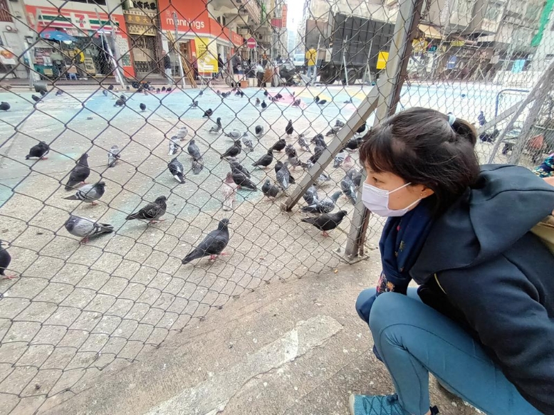 香港原鸽生态及社区政策研究小组主席Kelly指，鸽子有归巢性，不会轻易离开「好食好住」的地方。