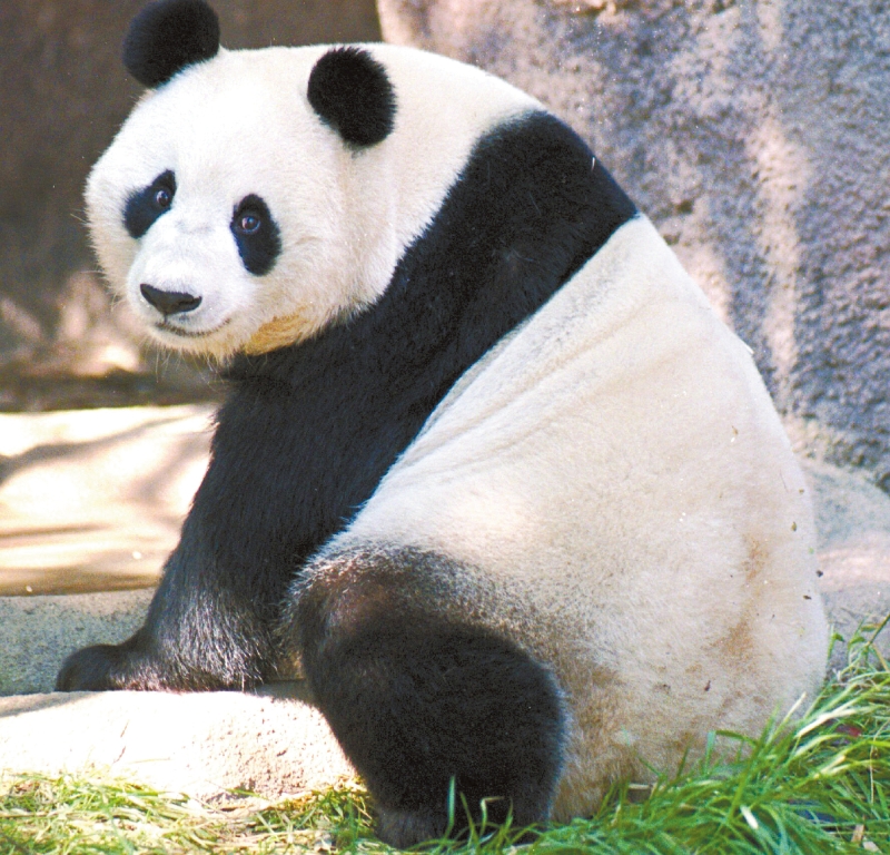 曾在圣地亚哥动物园展出的熊猫“白云”。美联社