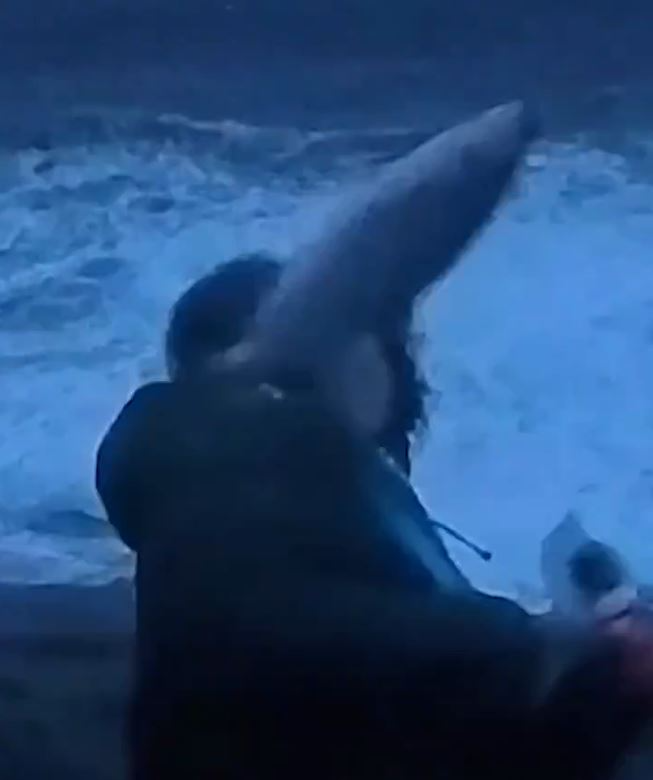 一条鱼突然从旁击中记者。 平台X 一条鱼突然从旁击中记者。 平台X