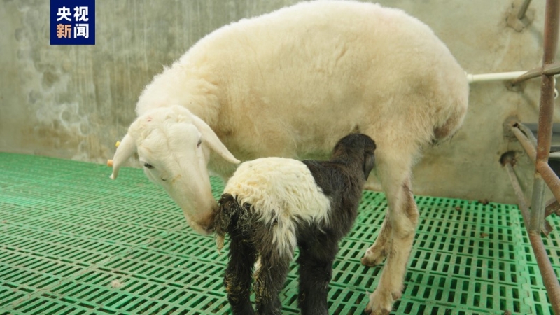 世界首例复制藏羊在青海诞生。 央视1