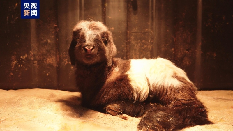 初生的复制藏羊重3.4公斤。 央视