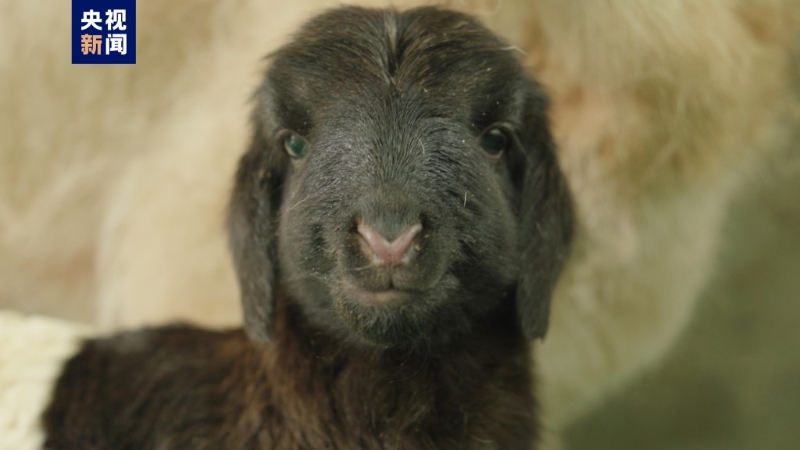 世界首例复制藏羊在青海诞生。 央视