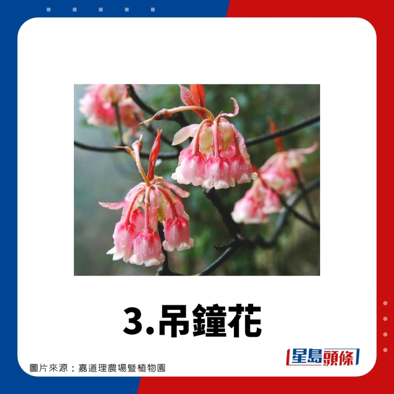 赏花好去处3.吊钟花