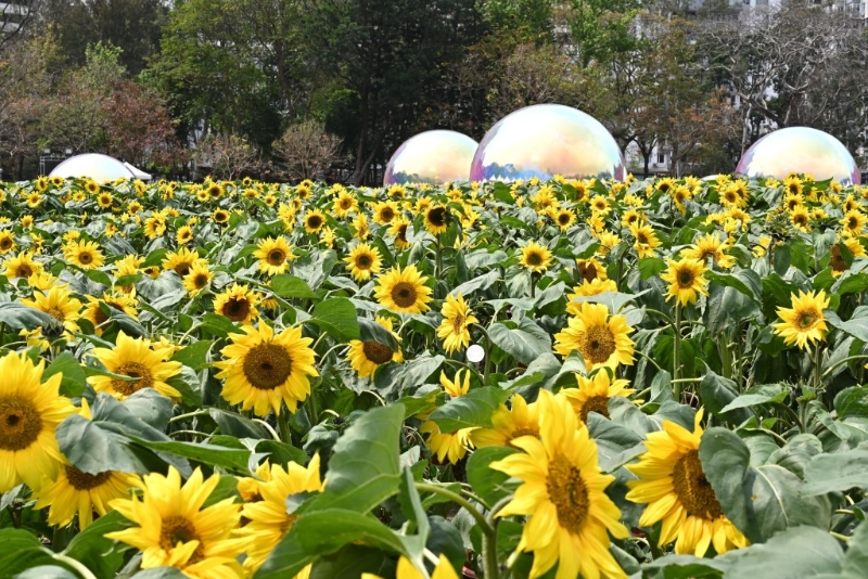 中央大草坪设置向日葵花海，朝气勃勃生机盎然。 政府新闻处