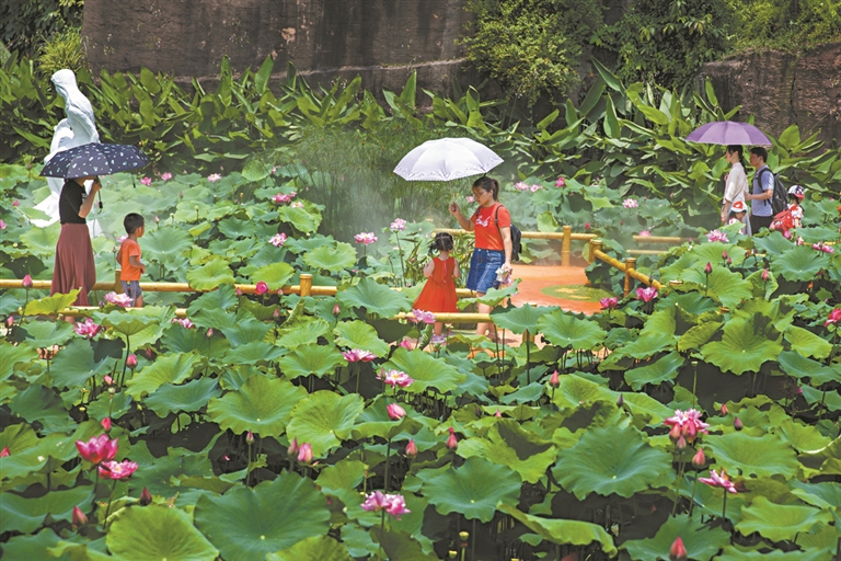 莲花仙境