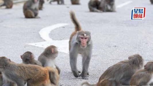 37岁男子感染猴疱疹病毒情况危殆 37岁男子感染猴疱疹病毒情况危殆