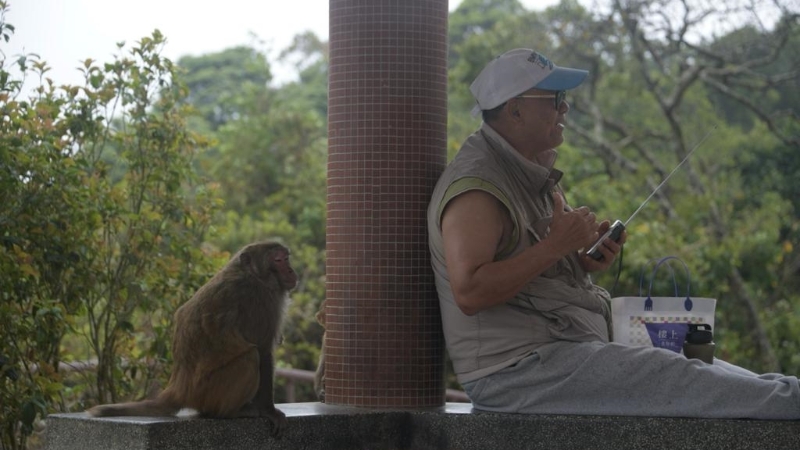 金山郊野公园猴子多 金山郊野公园猴子多