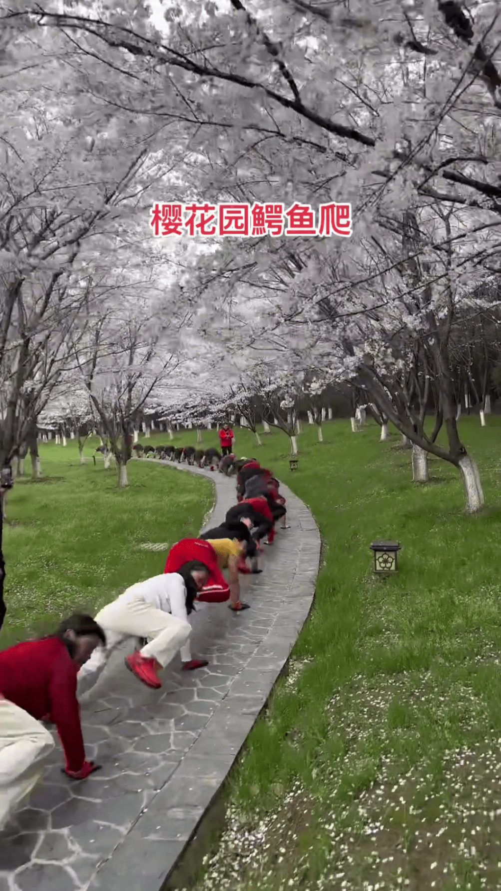 大妈大爷年轻人齐集樱花树下做鳄鱼爬。 网片截图 大妈大爷年轻人齐集樱花树下做鳄鱼爬。 网片截图