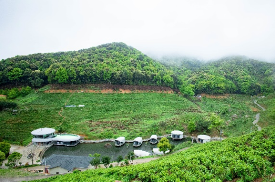 魅力茶乡 魅力茶乡