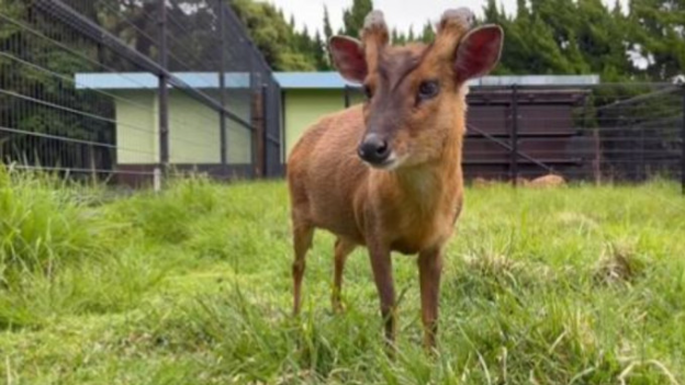 山羌入侵日本跨县繁殖 山羌入侵日本跨县繁殖